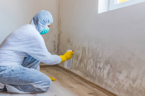 Black mold inspection in Highland