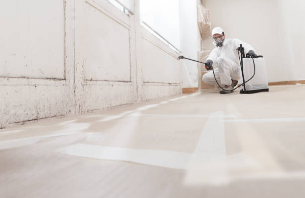 Black mold remediation team in Highland